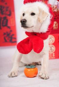 Labrador Retriever