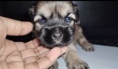 Shihpoo puppies for Sale