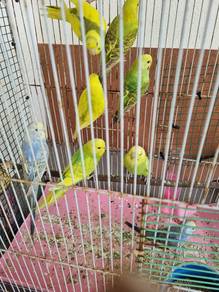 Budgie