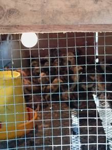 anak ayam kampung ori