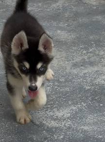husky