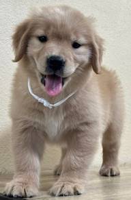 GOLDEN RETRIEVER PUPPIES M800🌻 Cream/Gold Female