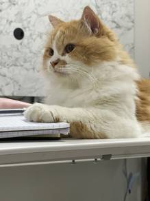 Cat - Persian Cat