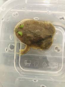 Budgett Frog