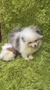 Pure Breed Blue Merle Pomeranian (Male) 纯陨石花色博美 男生