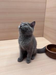 British short haired cat