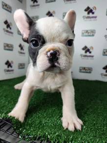Black white French bulldog male