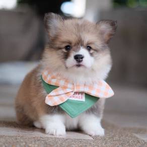 CORGI PUPPIES C187 🌻 cheeky Puppy  Male~Female