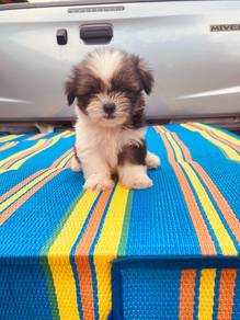 Shipoo puppy