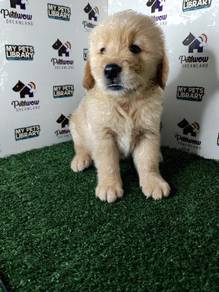 Golden retriever with mka certificate male