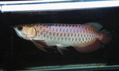 MGBB crossback 12 inch-wholesale price