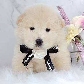 Chow Chow