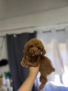 cavapoo puppy7