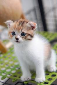 Premium Calico Scottish Fold Kitten