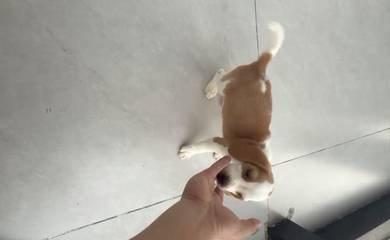 Beagle puppy female