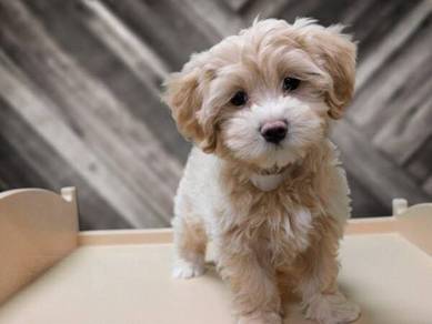 Soft-pawed Maltipoo stealing hearts everywhere pup