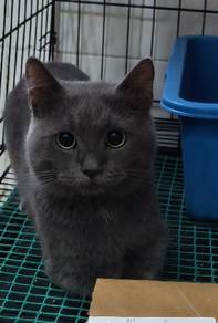 bsh munchkin 