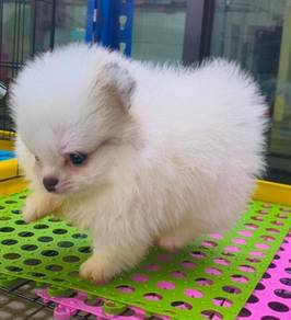 Tiny Pomeranian 