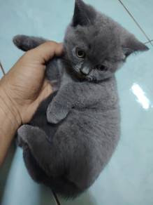 Bsh Female 2 bln
