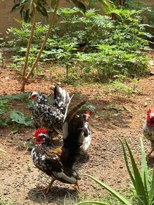 ayam serama
