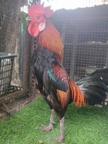 ayam hutan