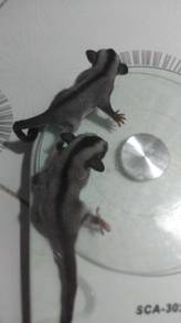 Sugar glider