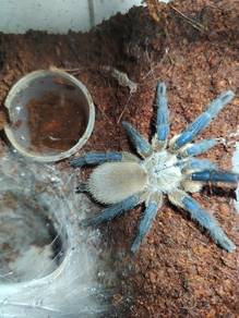 Tarantula Monocentropus balfouri