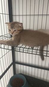 Kitten BSH mix Scottish Fold