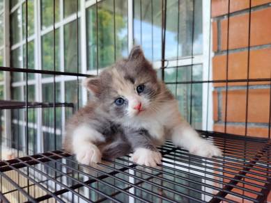 TOPs A-GRADE Lucia Dilute Calico Ragdoll cat