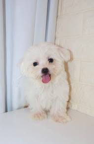 J0579 Maltese Cotton Puff Puppy