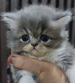 peraian cat