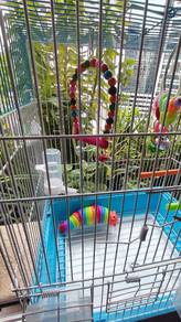 Large Bird Cage with Accessories 