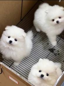 Pomeranian