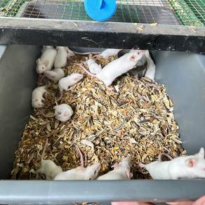 tikus mencit/tikus lab