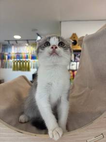 British Shorthair Fold