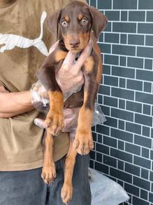 杜兵幼犬Doberman Puppy