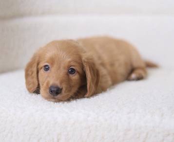 MINIATURE DACHSHUND Puppies D177 PREMIUM Quality