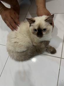 Bsh blue point