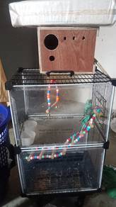 dapat sekali dengan sangkar,nestbox dan accerios