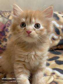 American curl mix dlh