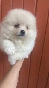 博美女
pomeranian
female
F1
cream 
dob 7月出生