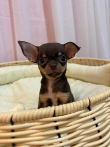 Chocolate Tan Chihuahua Male🍫🐾