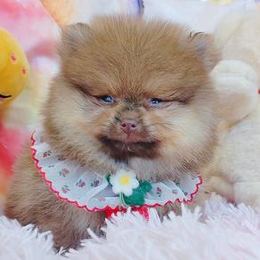 Pomeranian