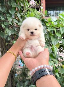 Pomeranian