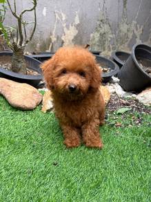 Toy Poodle Puppy for sale