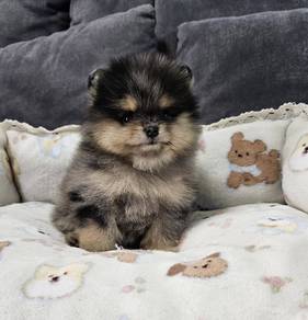 POMERANIAN PUPPIES A200 🌻 Sort of shine Boy~Girl