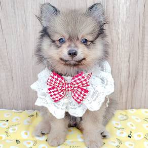 Pomeranian