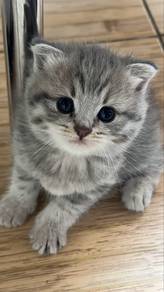 Bsh Tabby Kitten