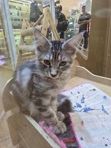 Mainecoon for Sale