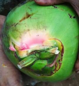 Benih kelapa hijaumerah/sgg cn16
